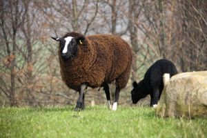sheep patrick brompton 1 sm.jpg